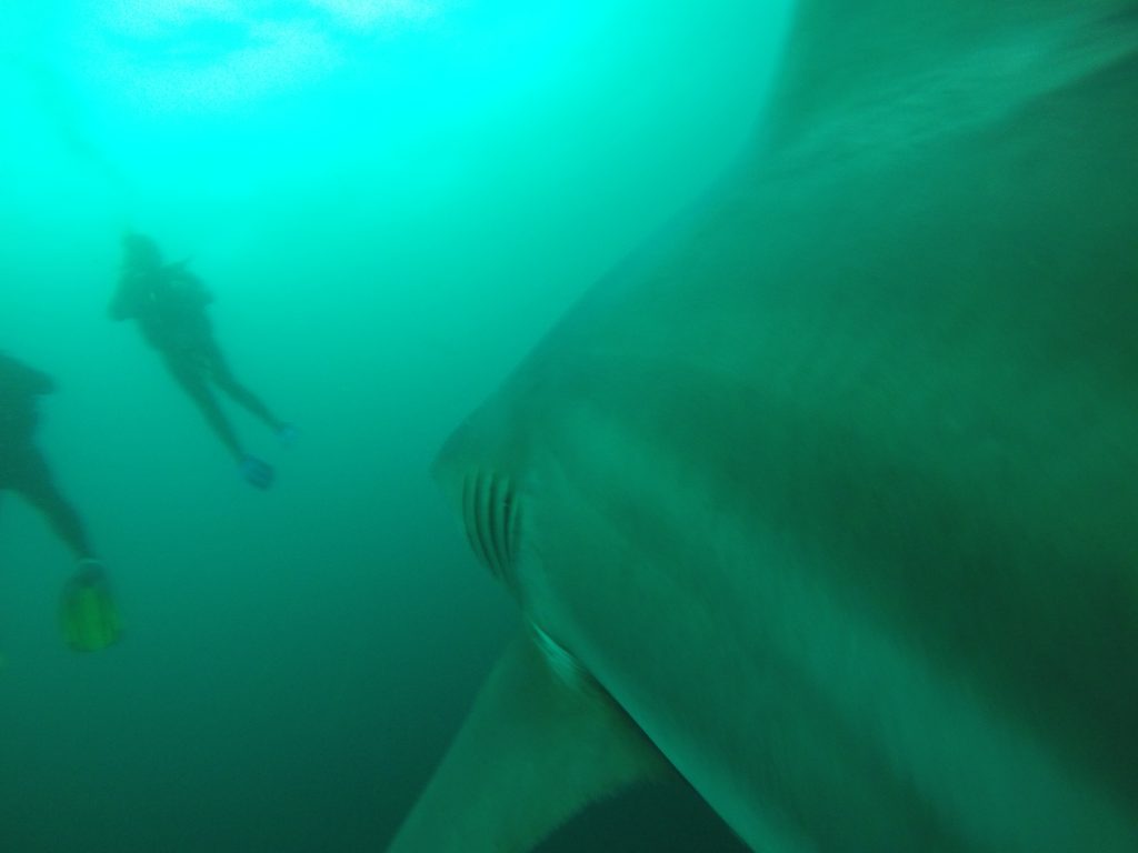 Sudáfrica. Día 6: Nadar con tiburones.