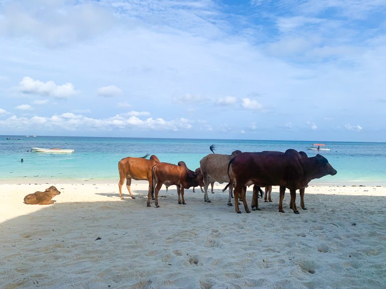 Zanzíbar. Día 6. De Nungwi a Kizimkazi.