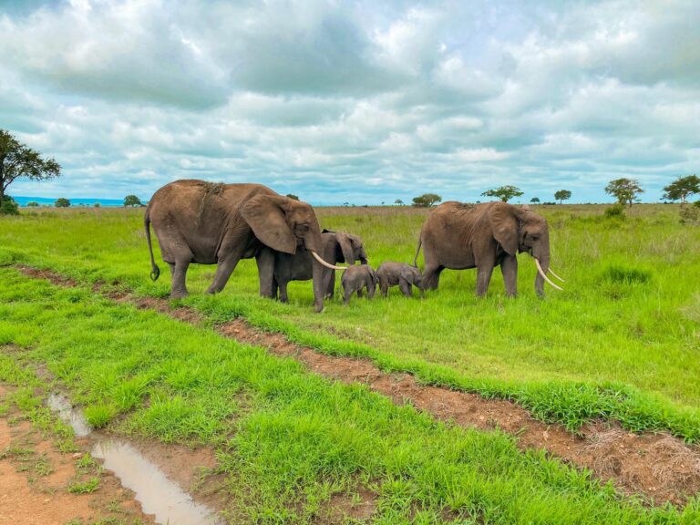 Qué hacer en Dar Es Salaam